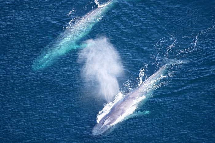 Синие киты, фото фотография млекопитающие