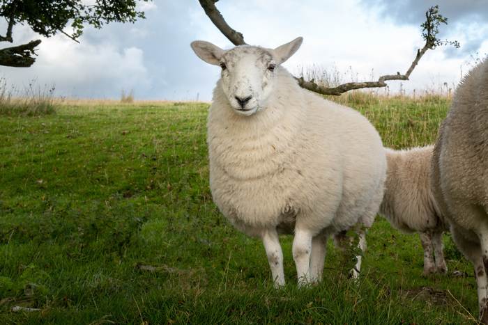 Овца на пастбище, фото фотография 