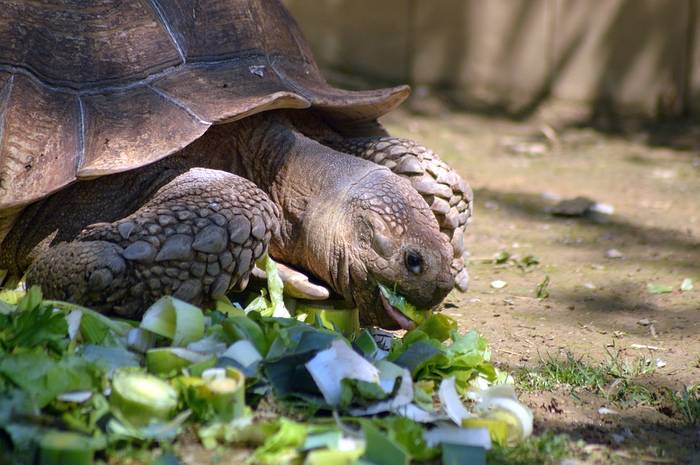 Сухопутная черепаха ест, фото фотография рептилии