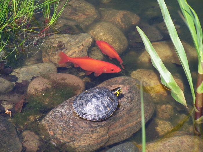 Красноухая черепаха и карпы кои, фото фотография рептилии