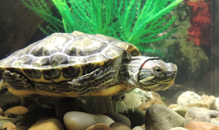 Красноухая черепаха в аквариуме, фото фотография рептилии