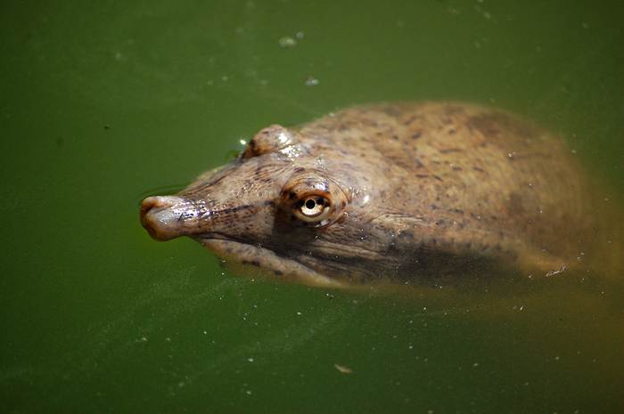 Трионикс в воде, фото фотография рептилии