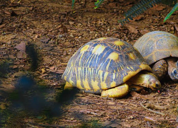 Лучистая черепаха (Astrochelys radiata), фото фотография рептилии