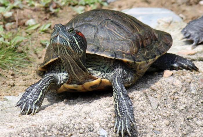 Красноухая черепаха греется, фото фотография рептилии