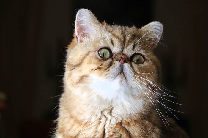 Экзотическая короткошерстная кошка, фото фотография