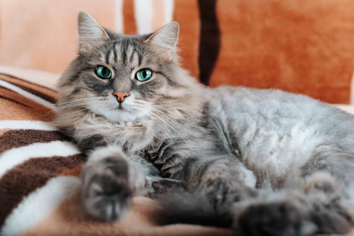 Сибирская кошка, фото фотография породы кошек