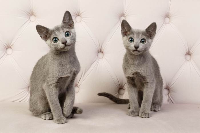 Котенок русской голубой кошки, фото фотография