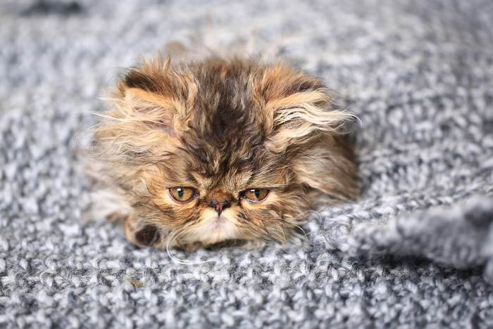Персидский котенок экстремального типа, фото фотография