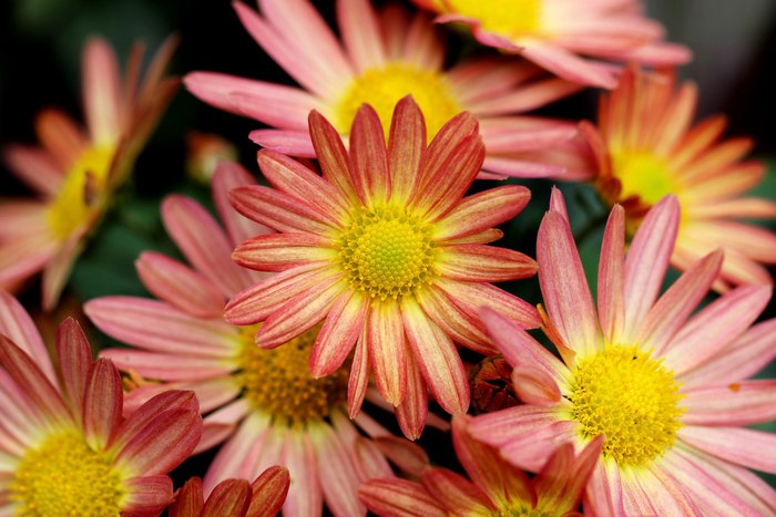 Хризантемы (Chrysanthemum), фото фотография растения
