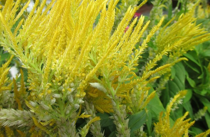 Целозия серебристая (Celosia argentea), фото фотография растения