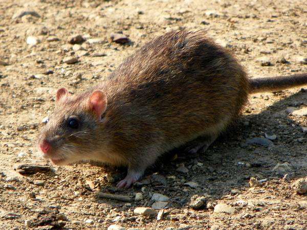 Серая, или амбарная крыса, пасюк (Rattus norvegicus), фото фотография грызуны