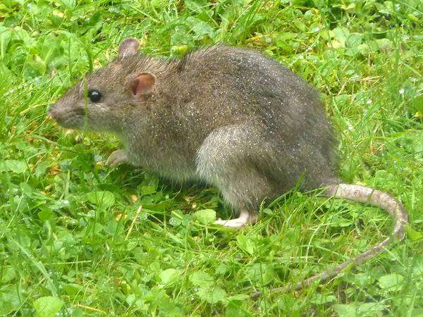 Серая, или амбарная крыса, пасюк (Rattus norvegicus), фото фотография картинка грызуны
