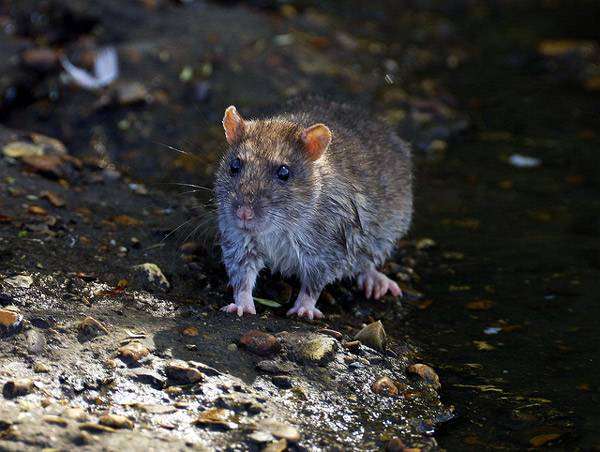 Черная крыса (Rattus rattus), фото фотография картинка грызуны