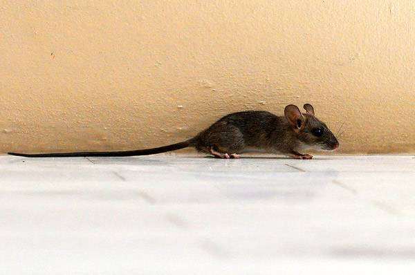 Черная крыса (Rattus rattus) молодое животное, фото фотография грызуны
