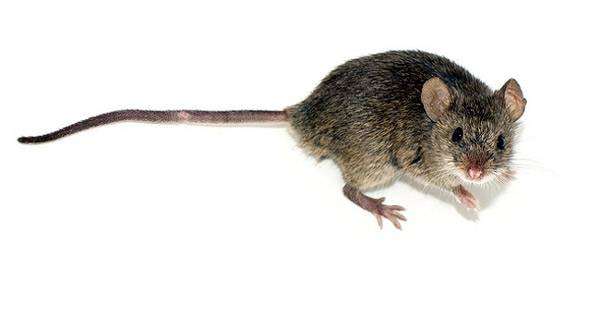 Домовая мышь (Mus musculus), фото фотография изображение грызуны