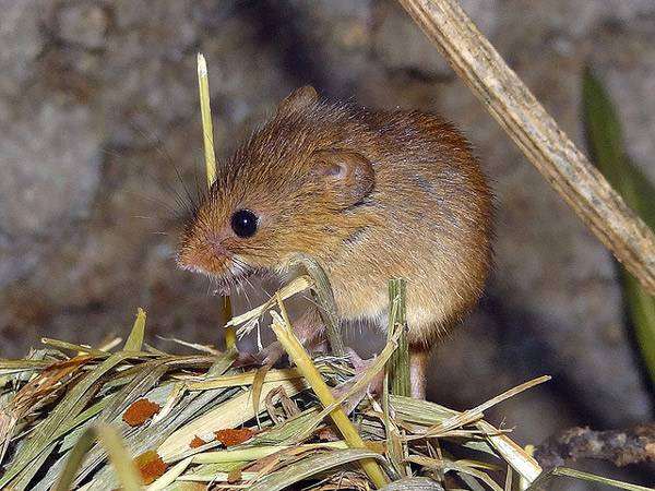 Мышь-малютка (Micromys minutus), фото фотография грызуны