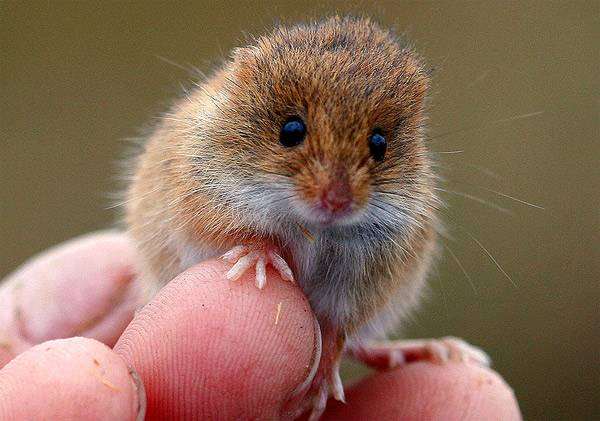 Мышь-малютка (Micromys minutus), фото картинка грызуны