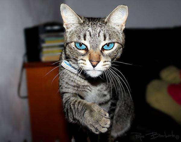 Охос азулес, кошка голубоглазка, фото породы кошек изображение картинка