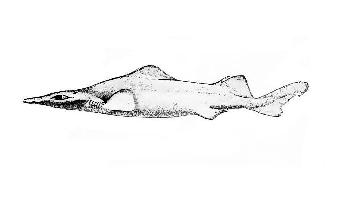 Глубоководная деания (Deania profundorum), фото фотография рыбы