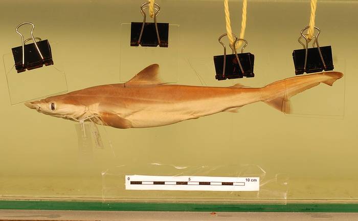 Борнеоская серая акула (Carcharhinus borneensis), фото фотография рыбы