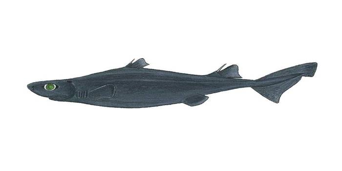 Большая чёрная акула (Etmopterus princeps), фото фотография рыбы