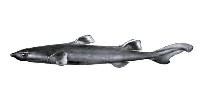 Белопёрая собачья акула (Centroscyllium ritteri), фото фотография рыбы