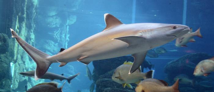 Белопёрая серая акула (Carcharhinus albimarginatus), фото фотография рыбы