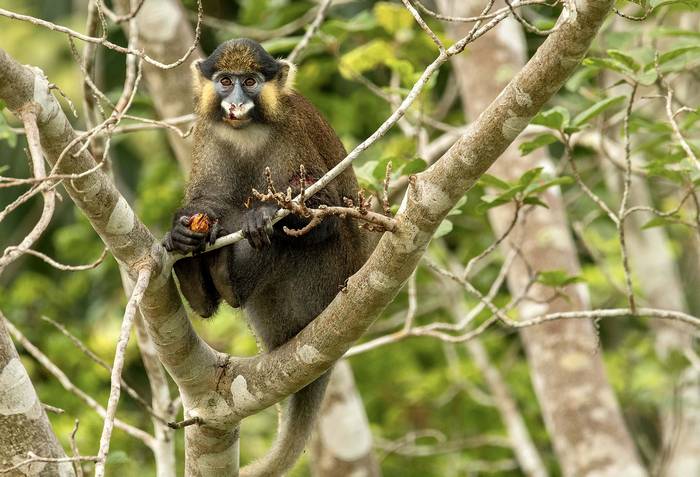 Голуболицая мартышка (Cercopithecus cephus), фото фотография приматы