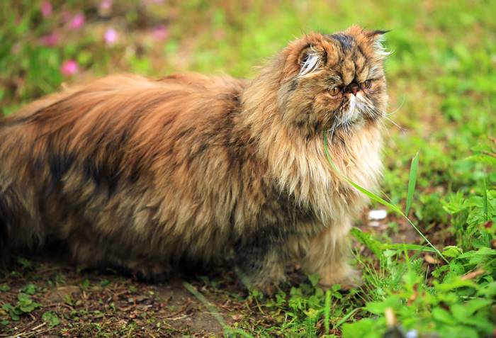 Персидская кошка, фотография фотография