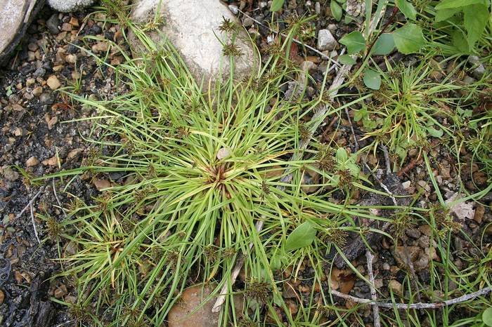   (Cyperus fuscus),   