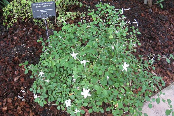   (Pseuderanthemum tuberculatum),   