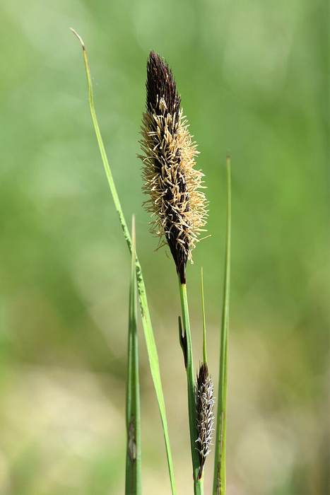   (Carex acutiformis),   