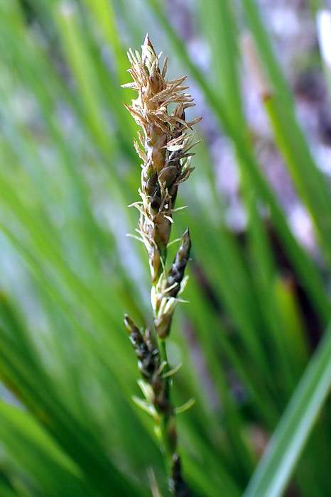   (Carex appropinquata),   