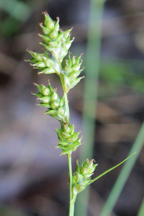   (Carex brunnescens),   