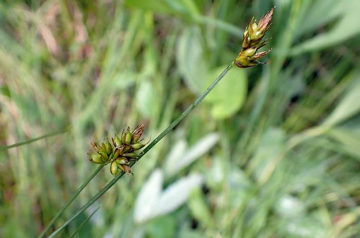   (Carex chordorrhiza),   