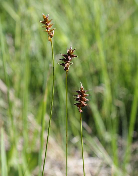   (Carex dioica),   