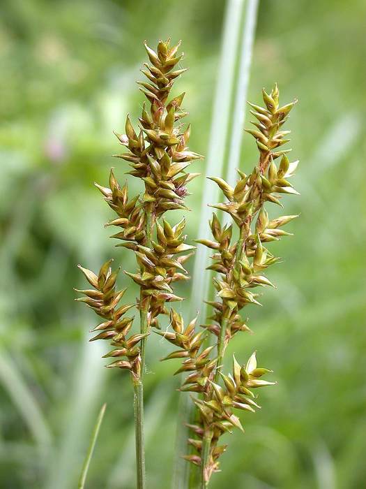   (Carex elongata),   