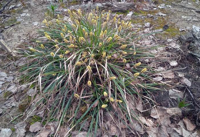   (Carex ericetorum),   