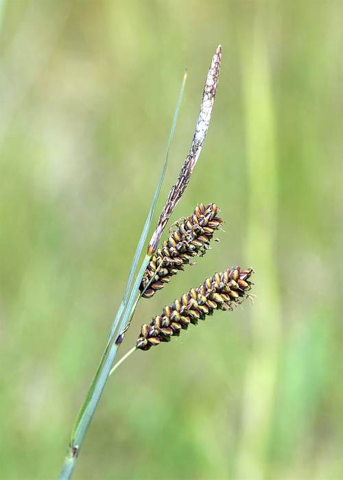   (Carex flacca),   
