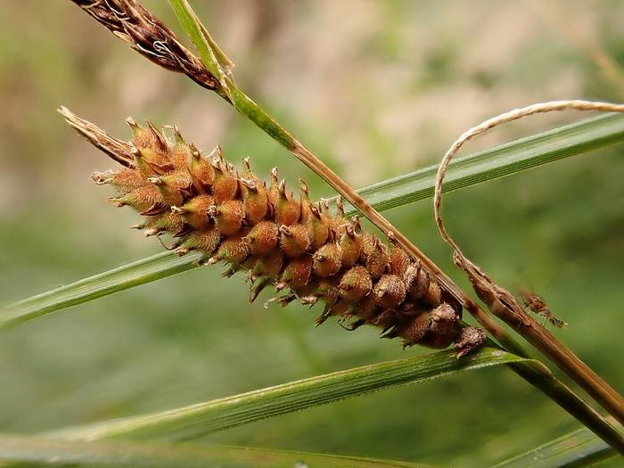   (Carex lasiocarpa),   