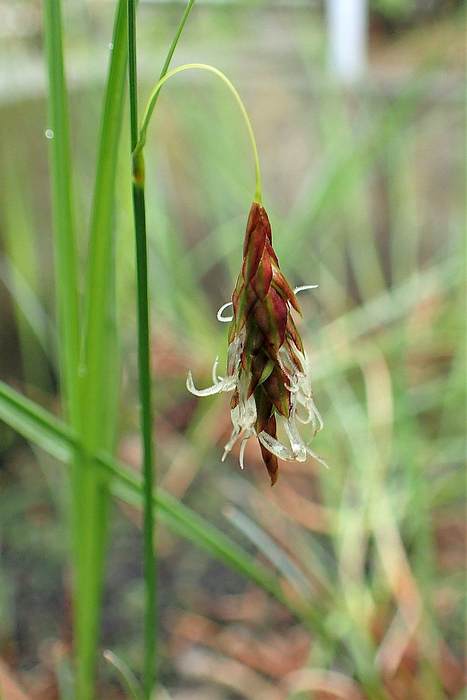   (Carex limosa),   