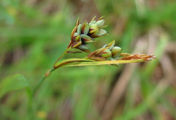   (Carex magellanica),   