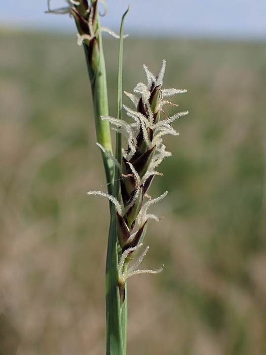   (Carex panicea),   