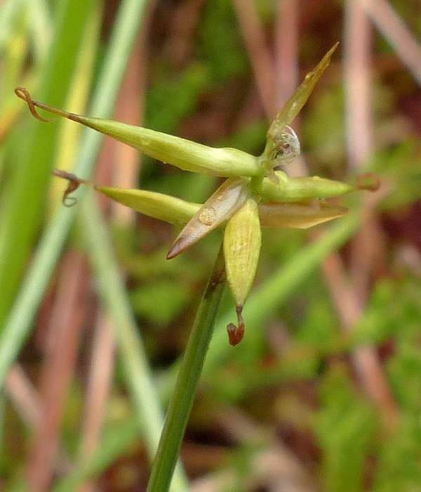   (Carex pauciflora),   