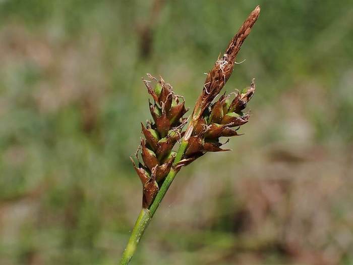   (Carex praecox),   