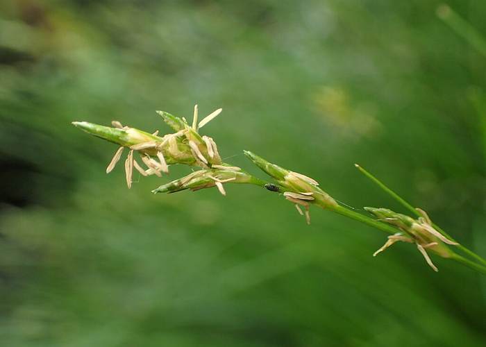   (Carex remota),   