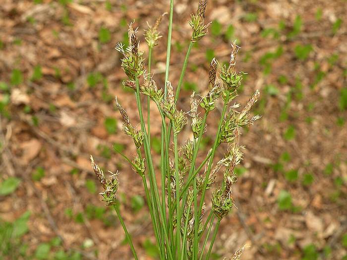   (Carex albicans),   