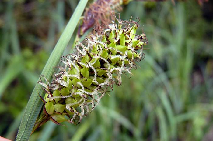   (Carex riparia),   