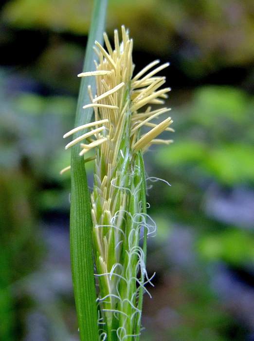   (Carex sylvatica),   