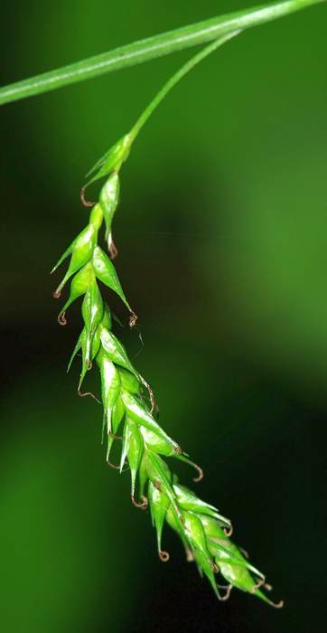   (Carex sylvatica),   